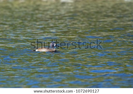 Blue-winged Teal drake swimming on lake