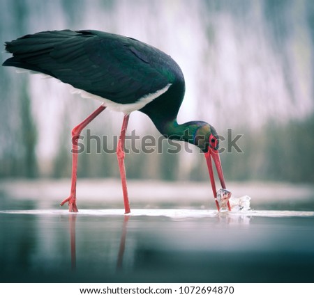 beautiful black stork fishing on a lake Royalty-Free Stock Photo #1072694870