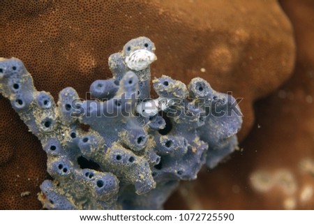 underwater world detail - two small nudibranch snails on a blue sponge underwater in Asia, on a sunny summer day