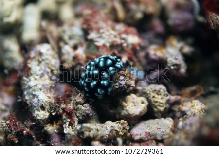 underwater world detail - black, white and blue  nudibranch close up, on a sunny summer day with natural sunlight in Asia