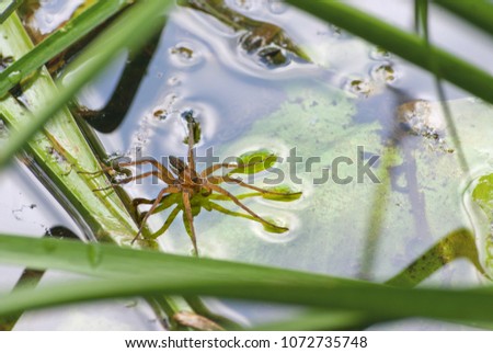 Large water spider Dolomedes plantarius, close-up in a natural environment. Raft spider great royal exemplar dwelling in rivers and lakes