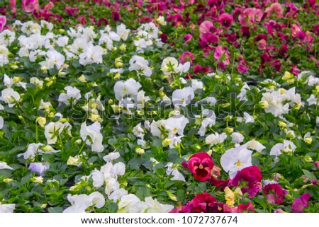 pansy plant flowers, background texture