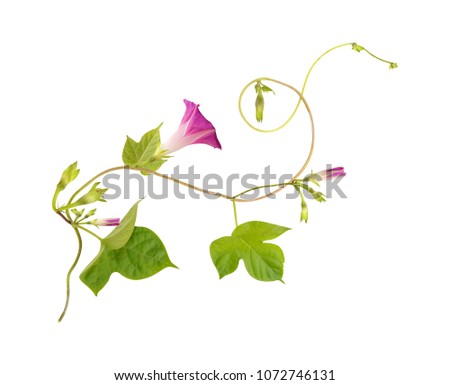 Isolated flower of Convolvulus or bindweed. Creeping plant blooming with purple flowers Royalty-Free Stock Photo #1072746131