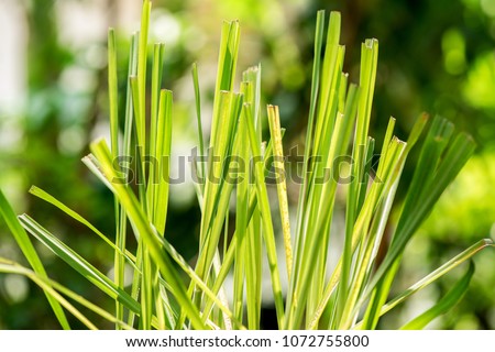 Lemongrass, plants, vegetables and herbs have medicinal properties. Royalty-Free Stock Photo #1072755800