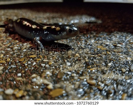 yellow spotted salamander 