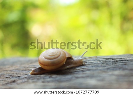 Snail on the old wooden floor.