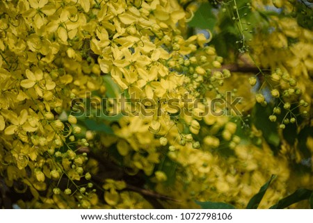 Cassia fistula or golden shower national flower of Thailand,Beautiful yellow flowers