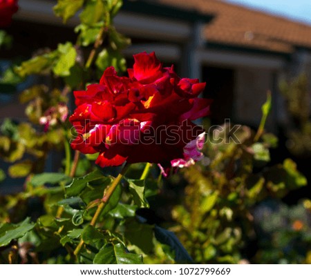Stunningly  magnificent romantic beautiful  plush velvet red  hybrid tea  rose blooming  in   autumn   adds fragrance and color to the urban  landscape.