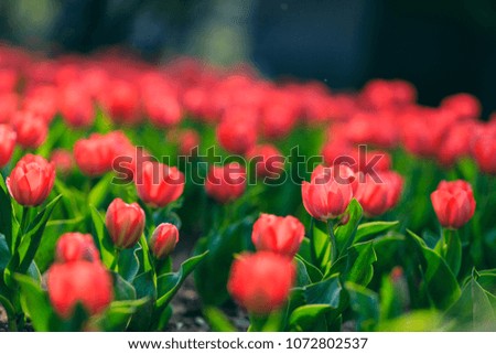 Spring tulip pictures