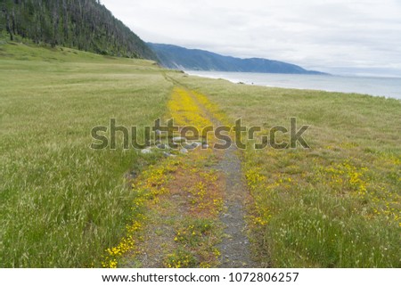 A yellow wildflower lined section of the Lost Coast backpacking trail in California