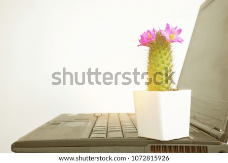 Cactus flowers and computers isolated In orange sunshine. Compassion bright and patient in the office.