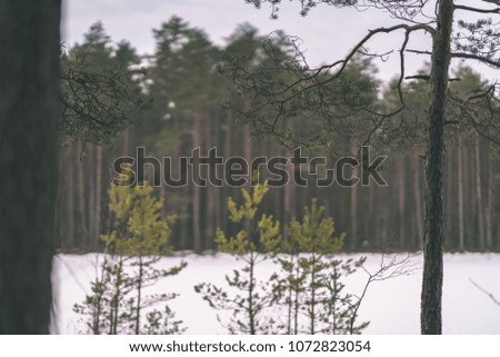 winter rural scene with snow and tree trunks in cold weather. sunny day in forest - vintage retro look