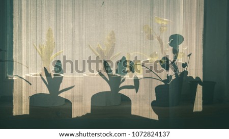 wedding decorations theme, flowers and champagne in white interior - vintage film look