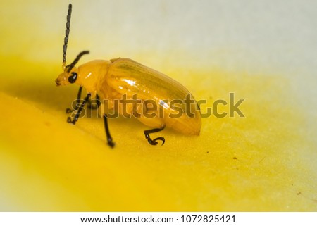 Yellow beetle on yellow flower macro close up picture