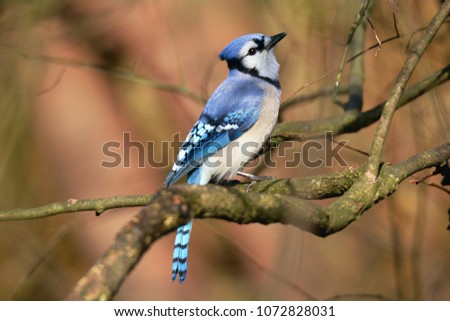 A close-up picture of a blue jay taken at the nature center, Turkey Run State Park, Indiana.
