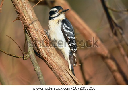 A close up picture of a female hairy woodpecker, located at the nature center at Turkey Run State Park, Indiana.
