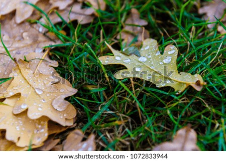 Autumn oak leaves  with rain drops on the green grass 