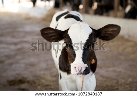 Young black and white calf at dairy farm. Newborn baby cow Royalty-Free Stock Photo #1072840187