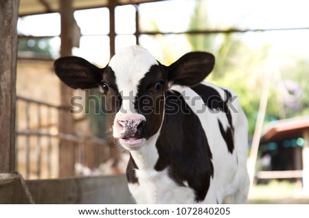Young black and white calf at dairy farm. Newborn baby cow Royalty-Free Stock Photo #1072840205