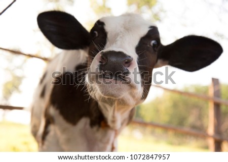 funny of young black and white calf at dairy farm Royalty-Free Stock Photo #1072847957