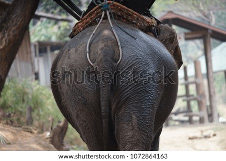 Behind the elephant