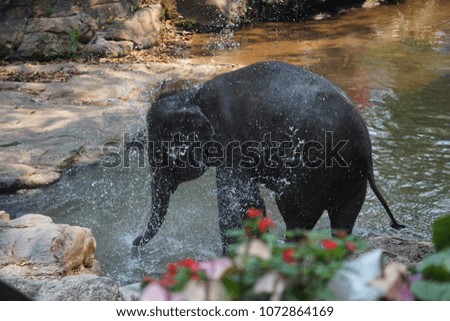 Elephant with water