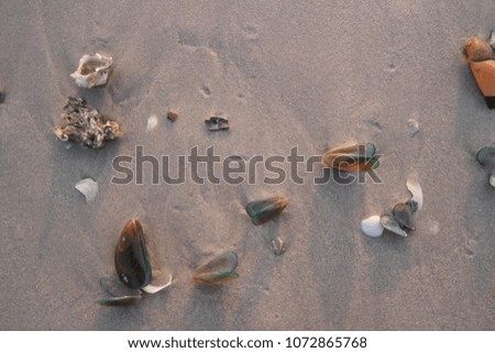 shell sea on the wet sand blackground on the beach
