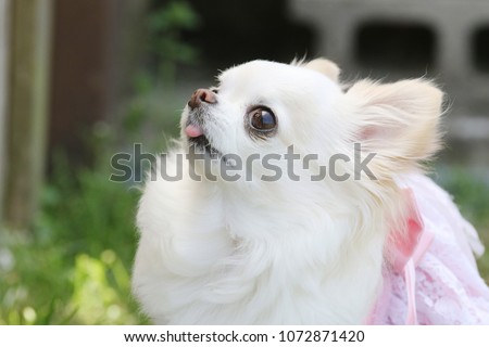 
Cute Chihuahua Portrait