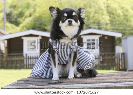 Cute Chihuahua Portrait