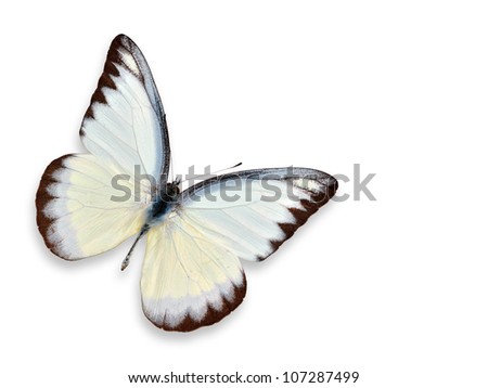 white butterfly (yellow spotted) isolated on white background