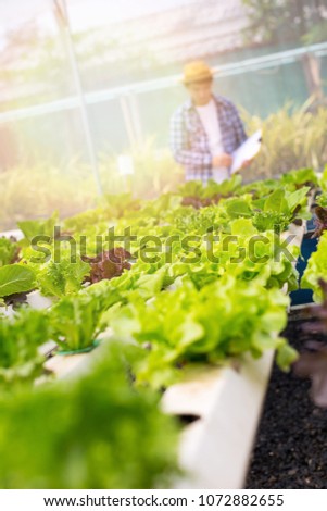 Farmers are inspecting organic vegetables grown on farms.