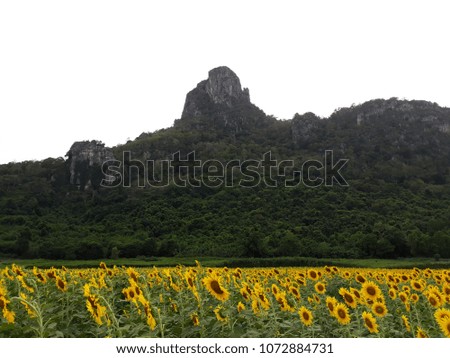 Sunflowers and the moutain