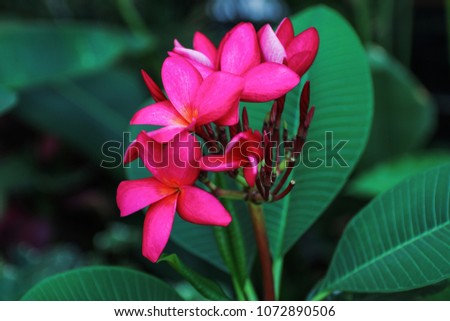 Pink Frangipani flowers (Plumeria, Temple Tree, Graveyard) And dark green leaves. Used to be a component of the spa and restaurant business for added luxury.