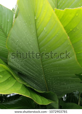 large leaf with water drops after a rain storm.