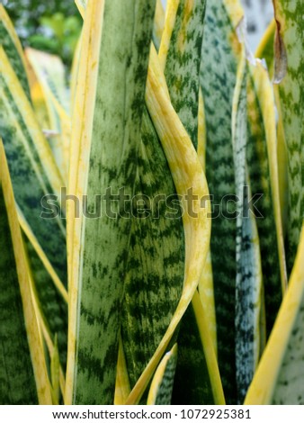Sansevieria trifasciata, snake plant or mother in laws tongue, Thai dragon tongue plant 