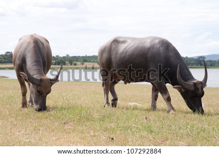 buffalo eating