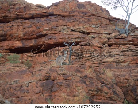 Kangaroo in the wild on a rock, red center of Australia, Outback.