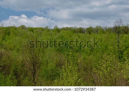 Beautiful April Forest Landscapes,Iasi,Romania