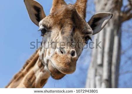 nice snout of the giraffe with a light blue background