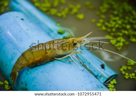 Live crayfish in pond.