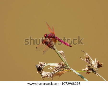 Close up of Male Crimson Dropwing Dragonfly (Trithemis aurora). 