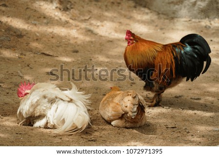A picture of two roosters chicken with one brown hen resting under the shade