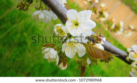 Blooming cherry flower