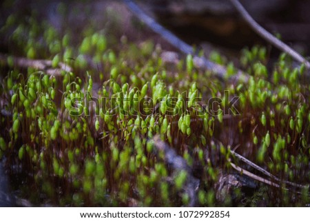 blooming moss in the forest