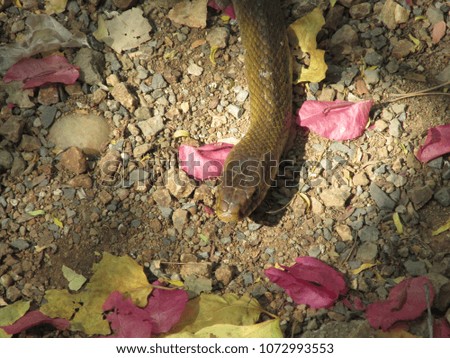 Snake in Gujarat