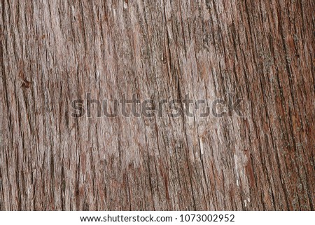 Wooden texture. Fragment of a trunk of a palm tree