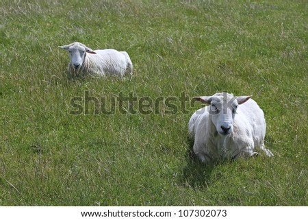 Two freshly sheared sheep lie in the grass on the Island of Sylt