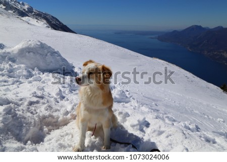 Border collie sitting on the top of Monte Baldo