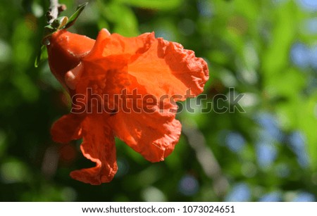 Garnet.Flowering pomegranate from the gardens of Marmaris