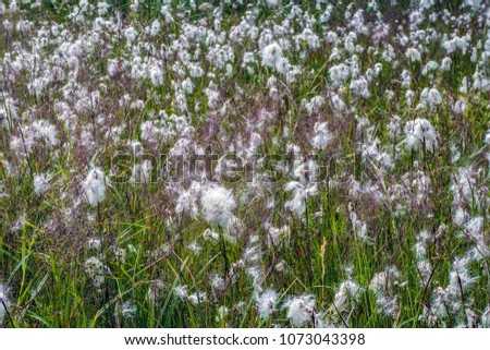 Prairie Thimbleweed, texture